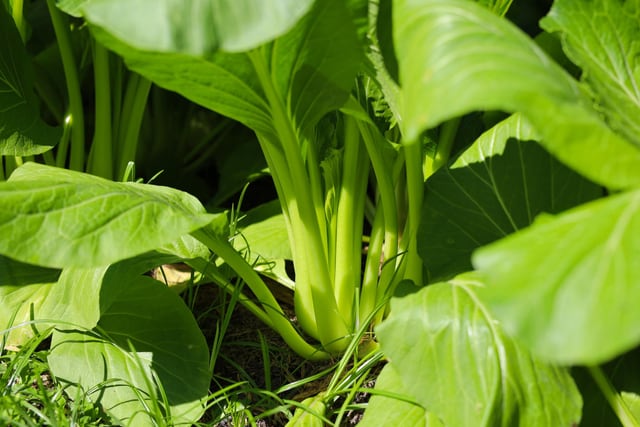 Pak Choi